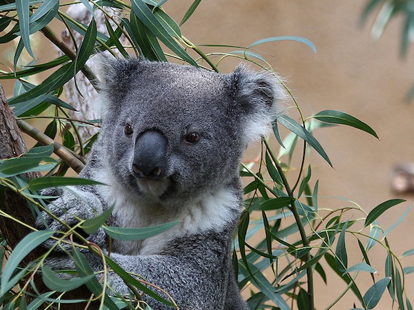 Valokuvassa koala.