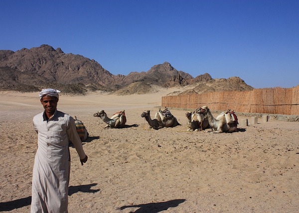 Kameleita autiomaan laidalla Hurghadassa.