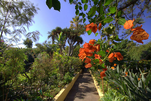 Puerto de la Cruz