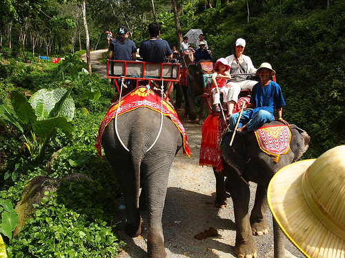 Elefanttisafarilla Phuketissa.