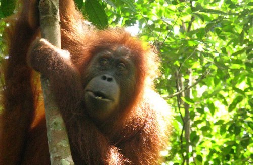 Bukit Lawang, Sumatra