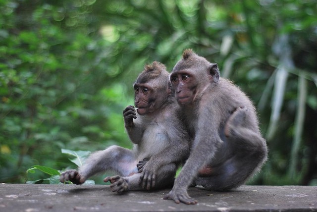 Sacred Monkey Forest , Ubud , Bali