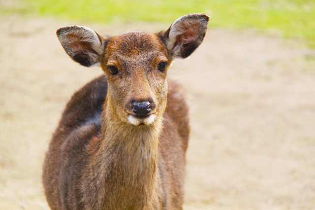 Nara, Japani