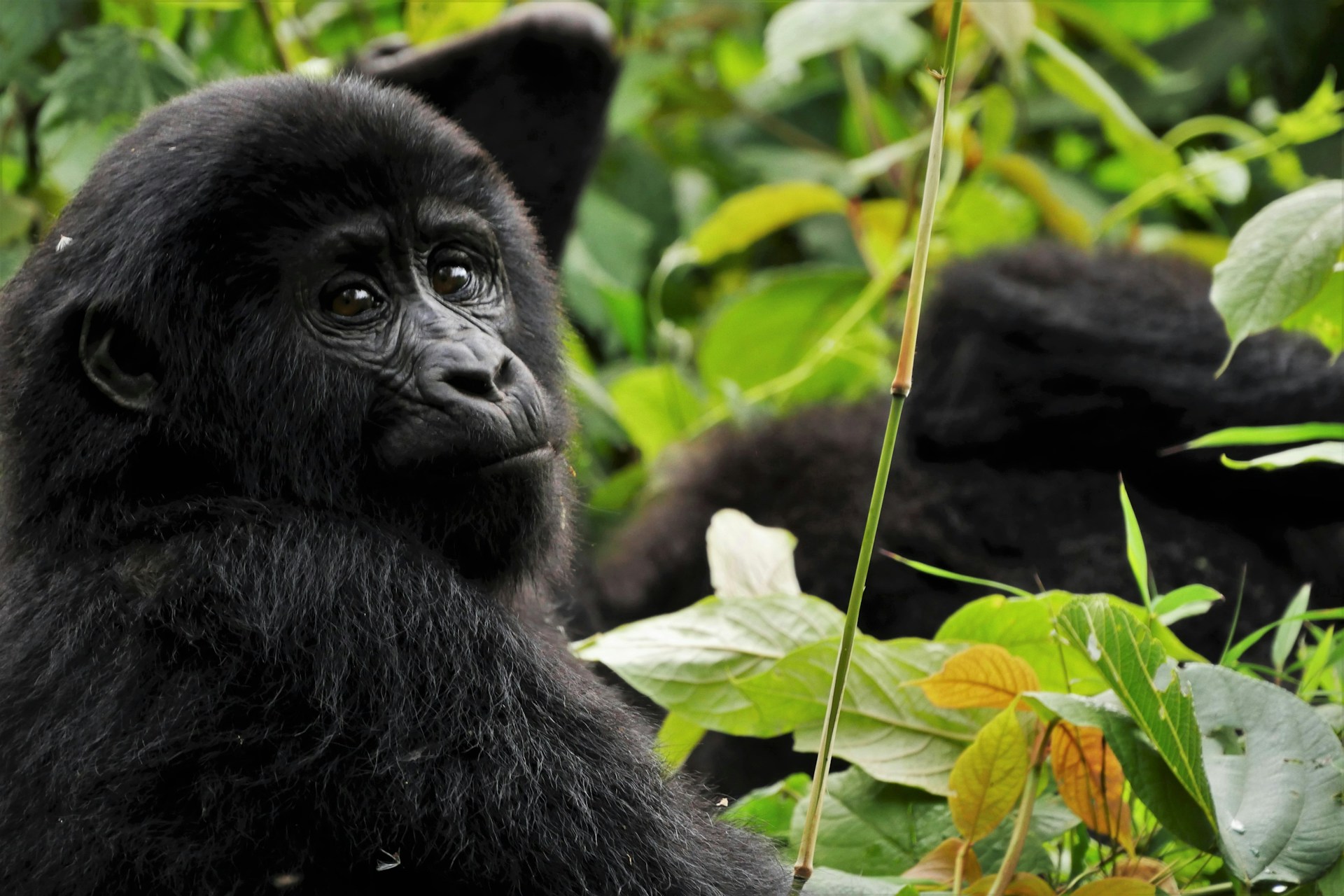 Uganda matkakohteena – vuorigorillojen maa
